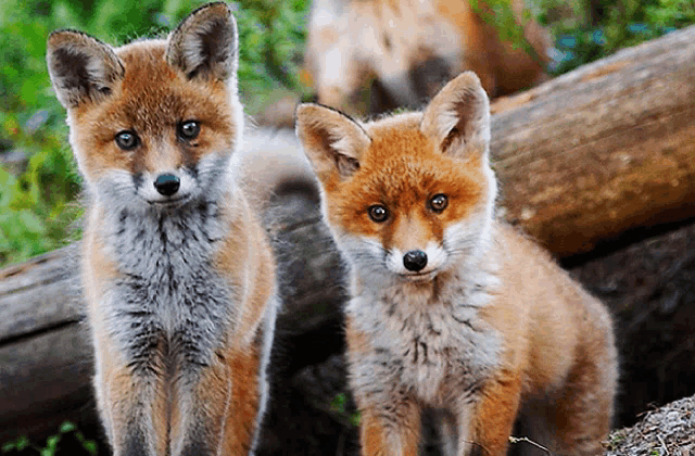 two small fox cubs standing next to each other