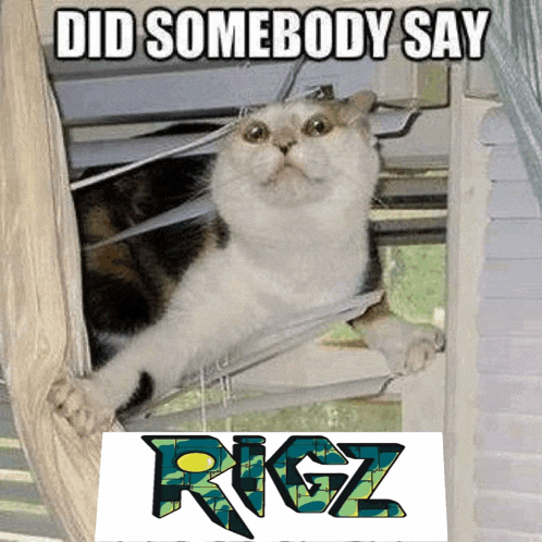 a cat looking out a window with the words did somebody say rigz