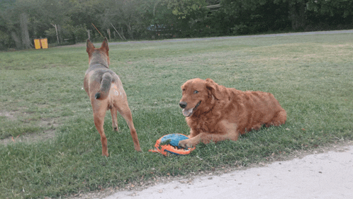 two dogs are playing with a frisbee in a grassy field