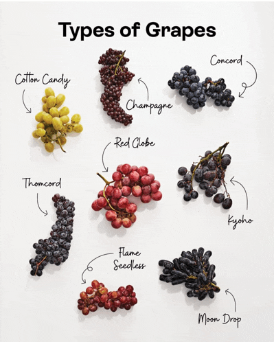 a poster showing different types of grapes including concord cotton candy and red globe