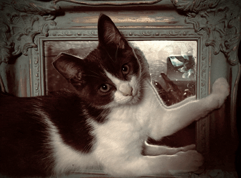 a black and white cat is laying in a picture frame