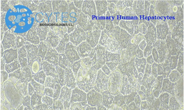 a diagram of primary human hepatocytes is displayed