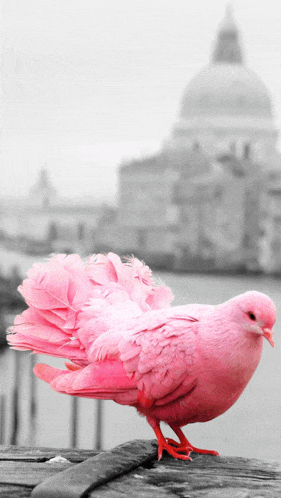 a pink pigeon is standing on a wooden fence