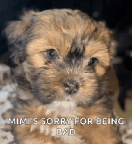 a brown and black puppy with the words mimi 's sorry for being bad on the bottom