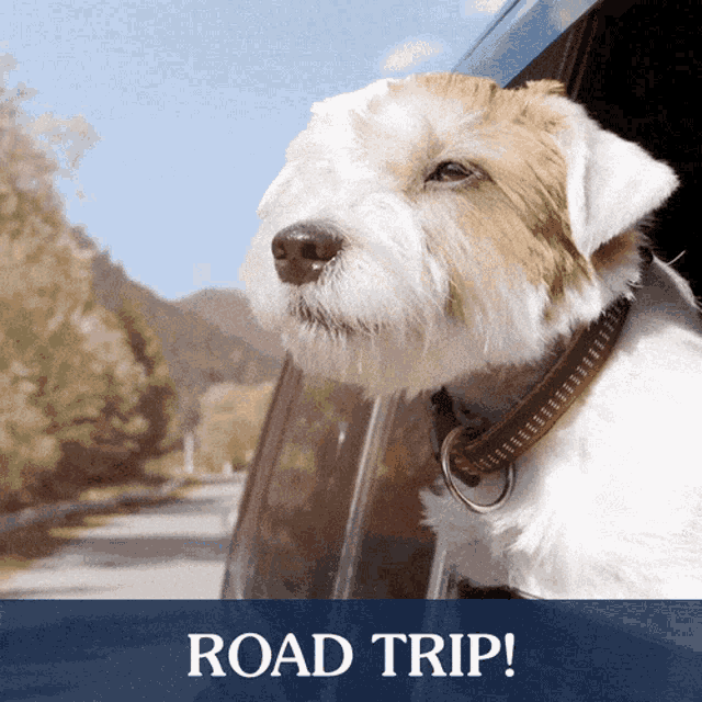 a brown and white dog sticking its head out of a car window with the words road trip above it