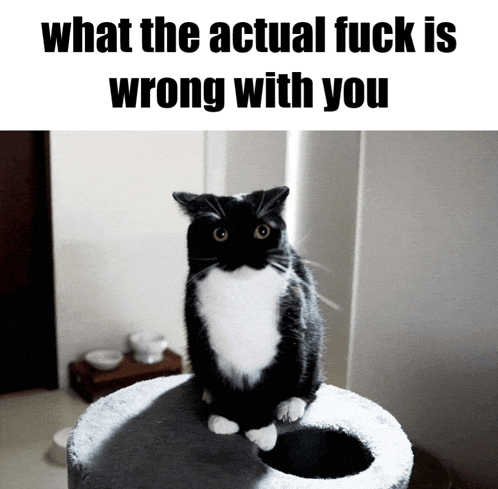 a black and white cat sitting on top of a cat tree with the words what the actual fuck is wrong with you below it