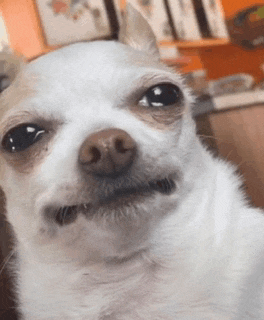 a close up of a white dog with a beard