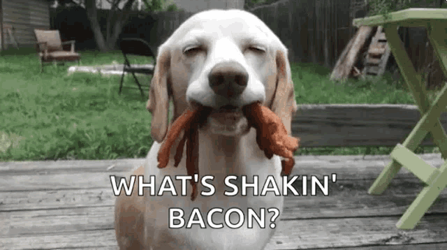 a dog is holding a piece of bacon in its mouth and says what 's shakin ' bacon ?