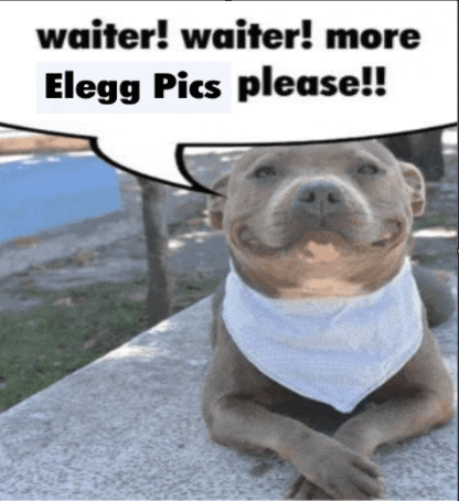 a dog wearing a bandana with a speech bubble saying " waiter waiter more elegg pics please "