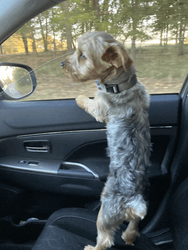 a small dog is standing on its hind legs in the back seat of a car