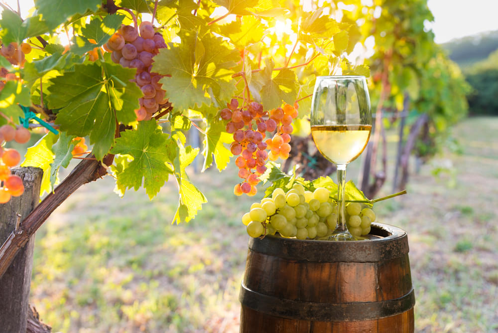 Ramanagara Wine Yard Overview