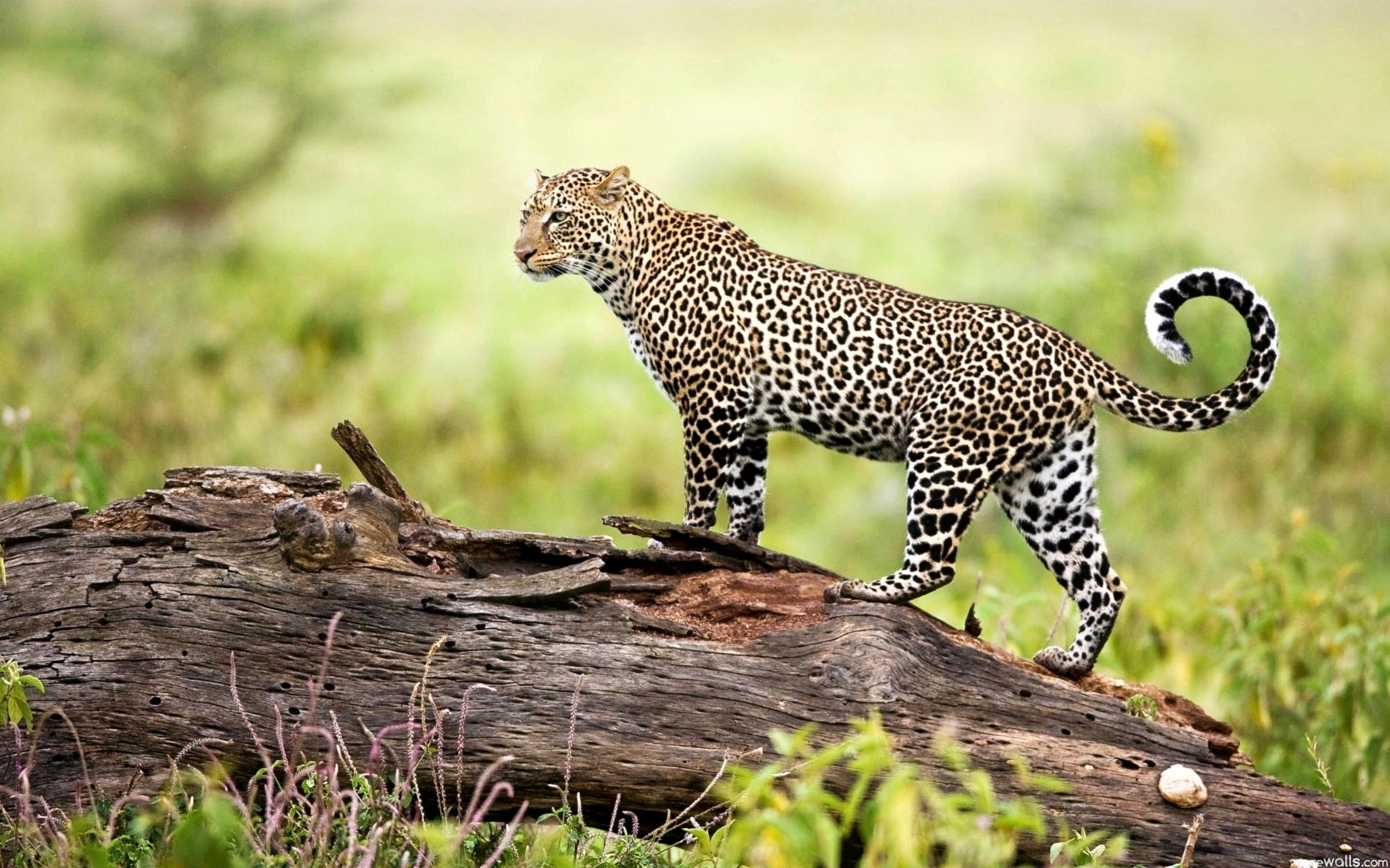 Absheron National Park