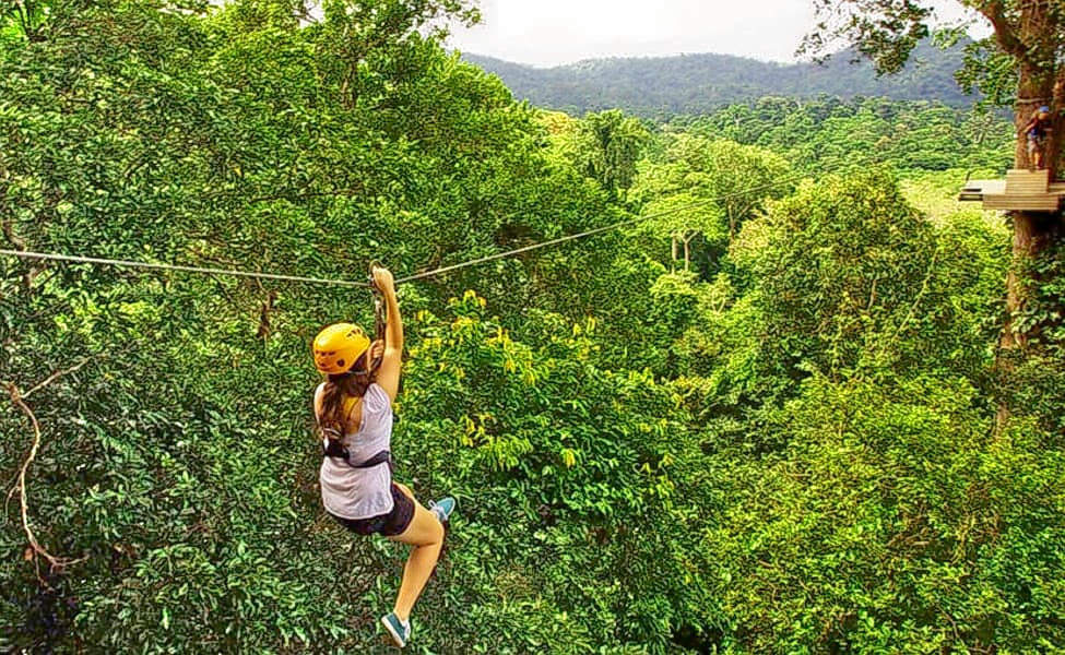 Flight Of The Gibbon