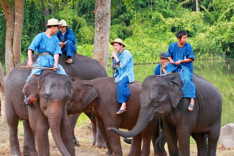 Thai Elephant Conservation Centre