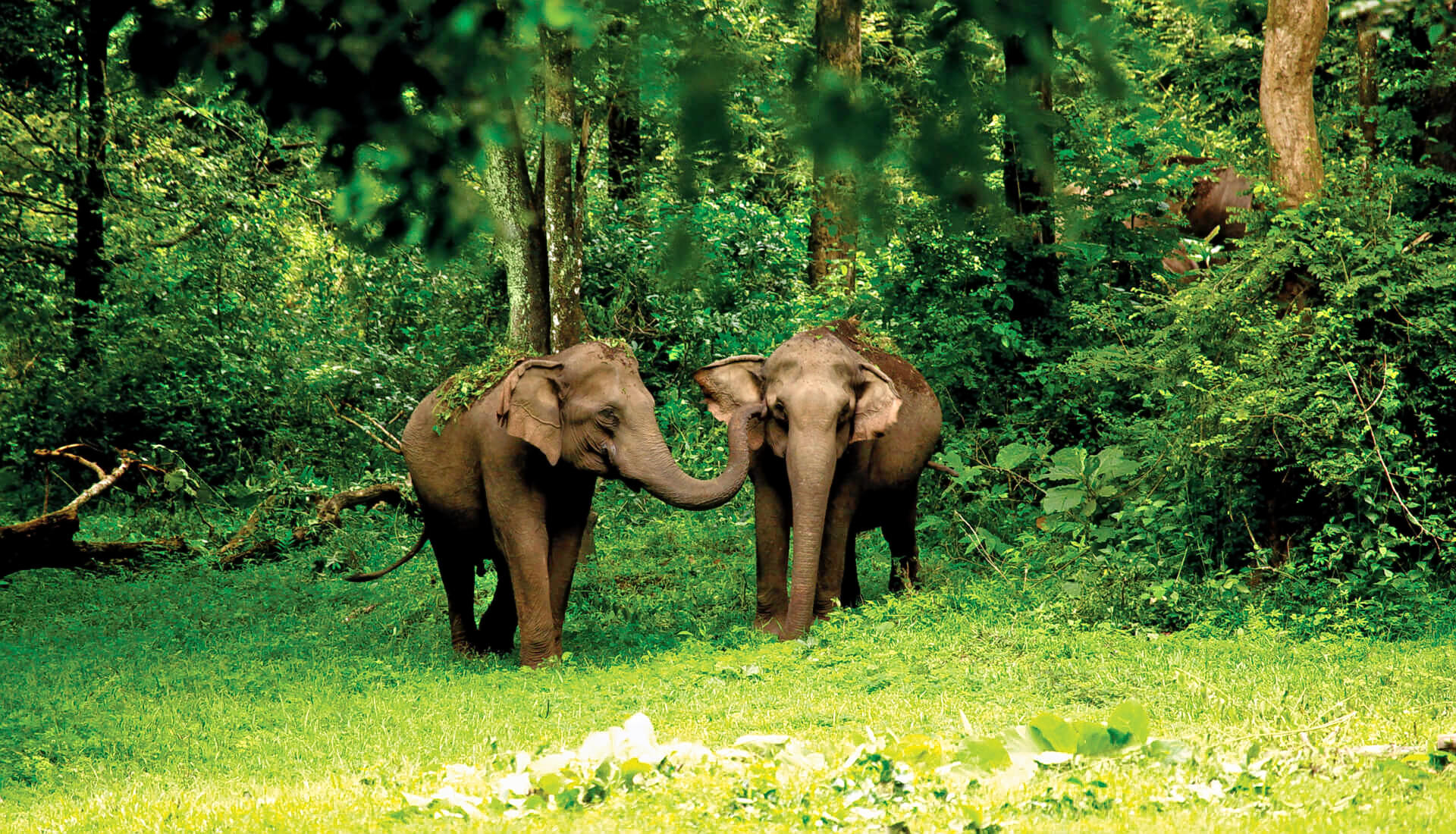 Wayanad Wildlife Sanctuary