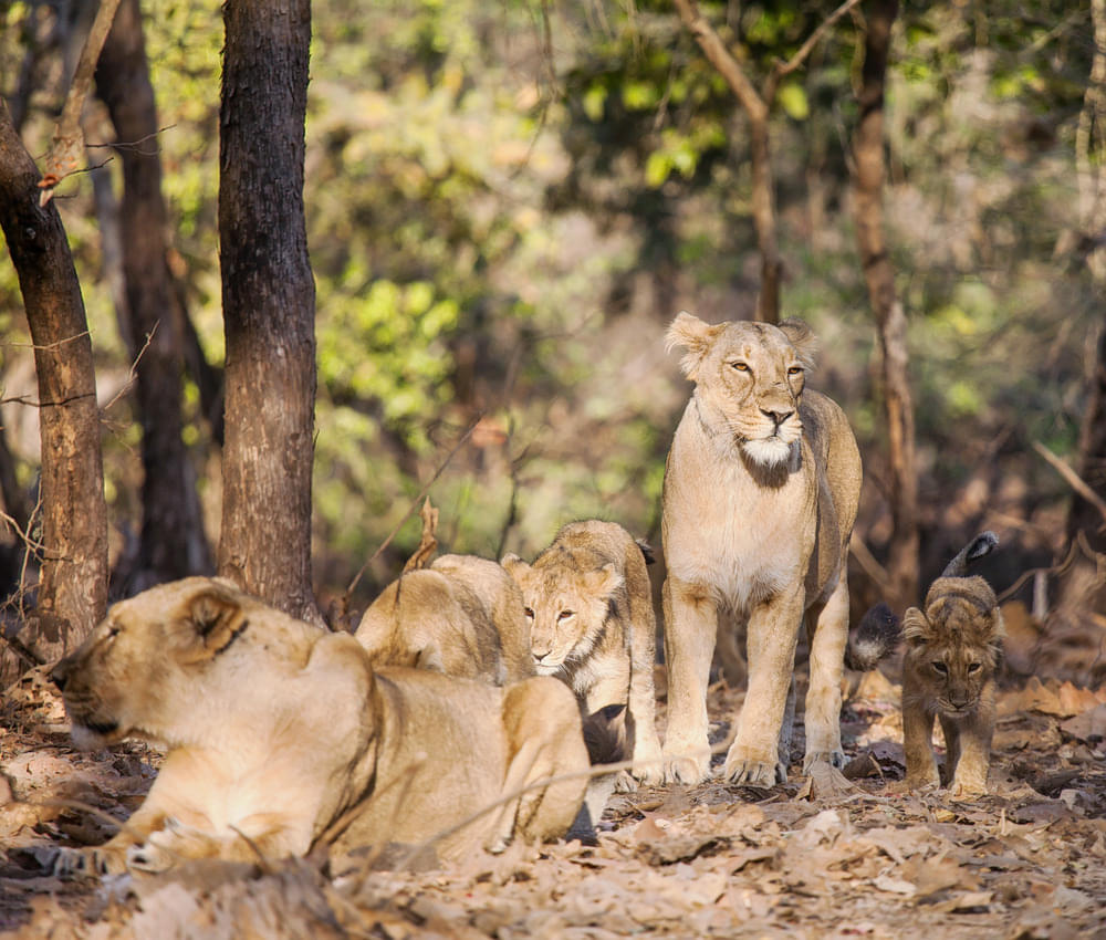 Gir National Park