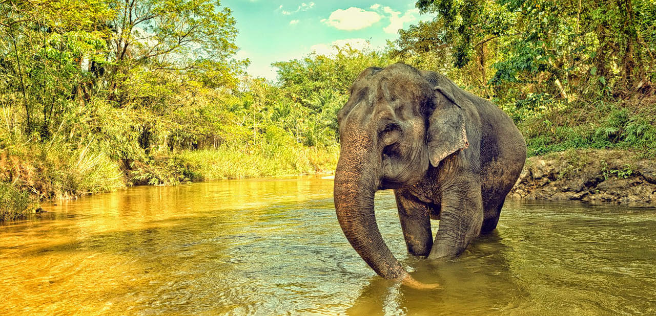 Rajaji National Park