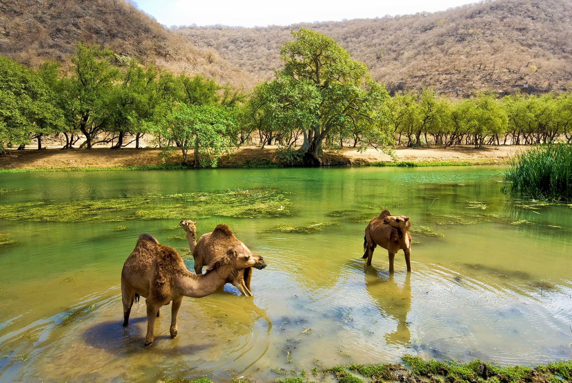 Wadi Darbat