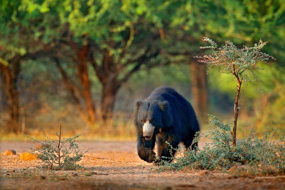 Ratanmahal Sloth Bear Sanctuary