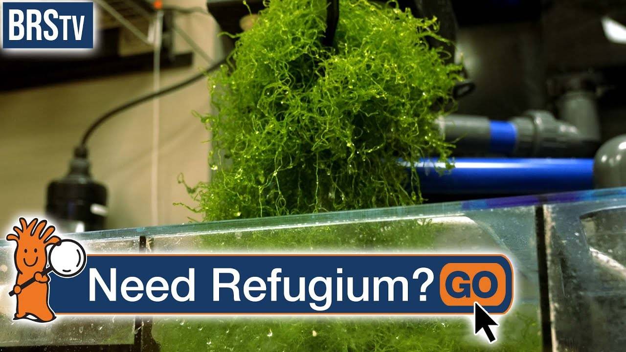 Is a Refugium NECESSARY?