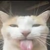 cat2d2 profile image