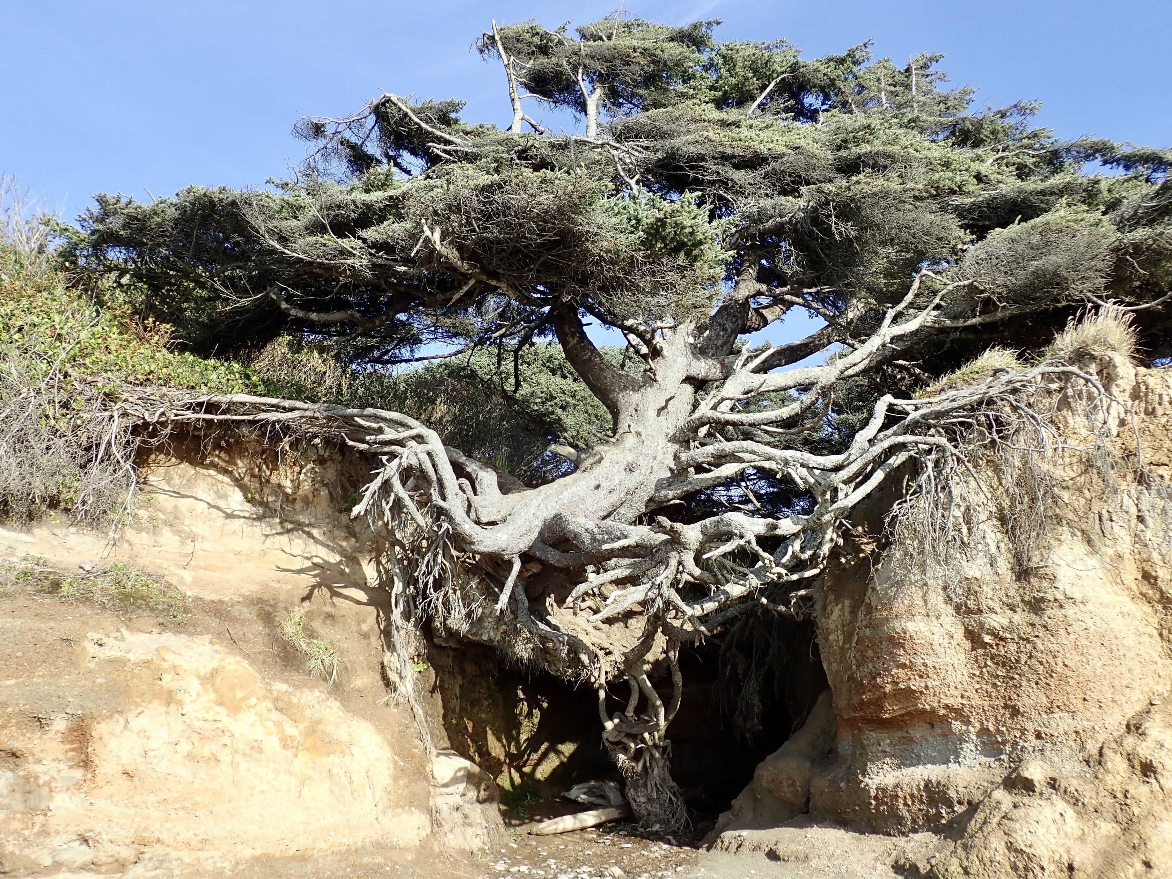 This is a must see. Near a beautiful campground if you don’t have a big rig and can do without hookups. Unfortunately, I have heard that this beautiful tree is showing signs of collapsing. You can still go into the tree root cave though...