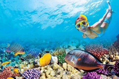 Full-Day Key West Tour en Coral Reef Snorkelen met Open Bar