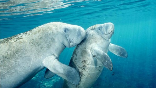 Manatees svømme-, snorkel- og båddagstur fra Orlando