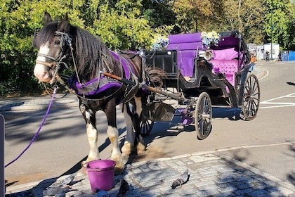 Official Private New York City Central Park Horse Carriage Ride Since 1965™