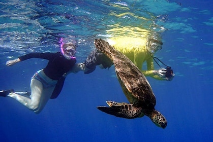 Snorklingscruise til Molokini-krateret og skilpaddebyen