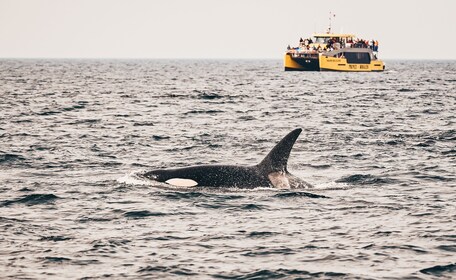 Observation des baleines d'une demi-journée au départ de Vancouver