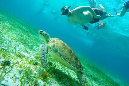 Zeesterren, pijlstaartroggen en de Turtle Bay snorkeltour