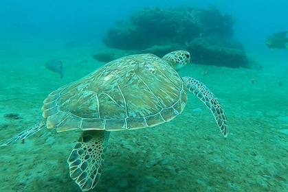 2 ½ - Hour Guided Snorkel Tour of Phil Foster Park, Free Videos!