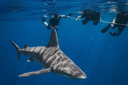 Shark Snorkelling Experience in South Florida