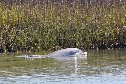 Beaufort Private Dolphin Excursions