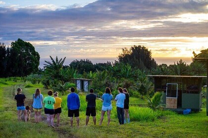 Big Island Farms Tour på Hawaii