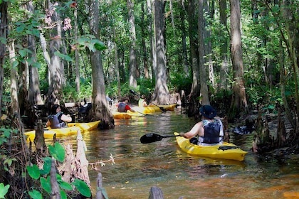 Cypress Forest: Guided Nature Kayak Eco-Tour