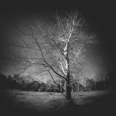 Fotografie mit dem Titel "Arbol en un prado e…" von Nicolas Giannatasio, Original-Kunstwerk, Digitale Fotografie