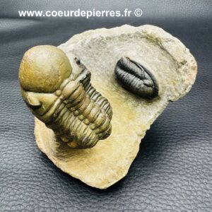 Trilobite Phacops et Trilobite Cornuproetus