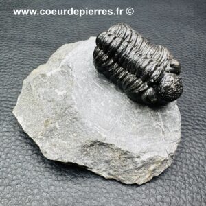 Trilobite Phacops