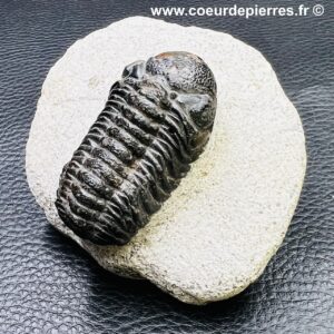 Trilobite Phacops