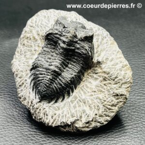 Trilobite Hollardops Mesacristata