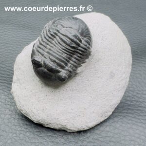 Trilobite Scutellum SP