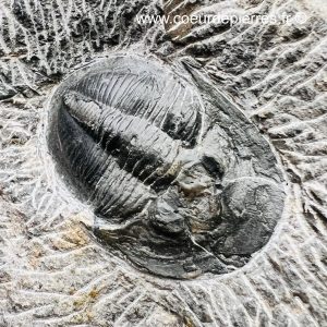 Trilobite cornuproetus cornutus