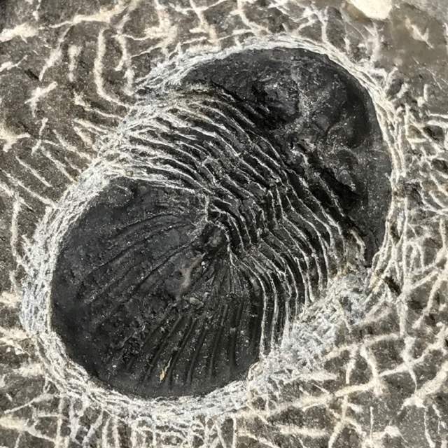 Trilobite Scabriscutellum