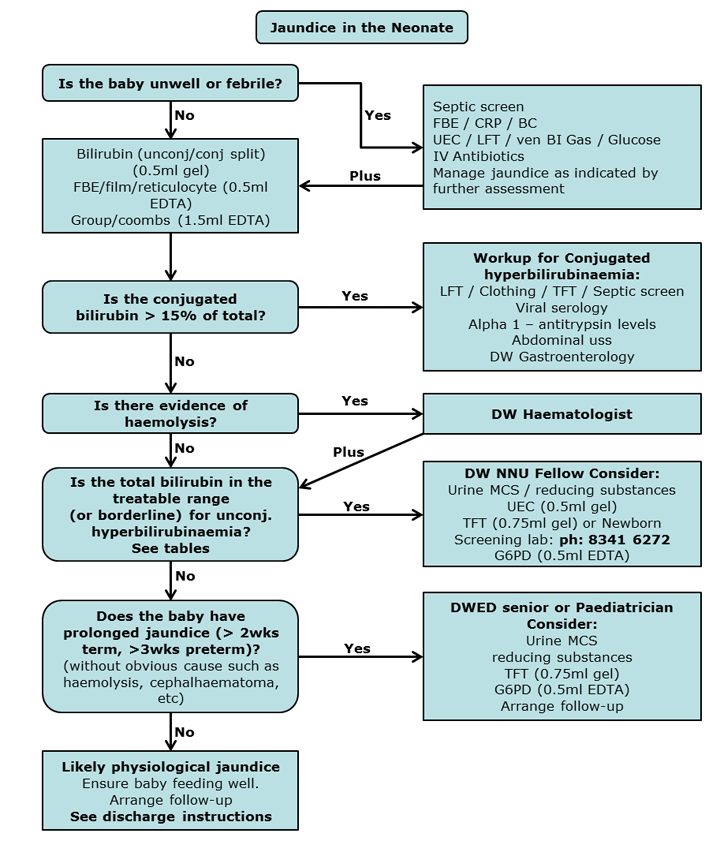 Neonatal Jaundice Pathophysiology