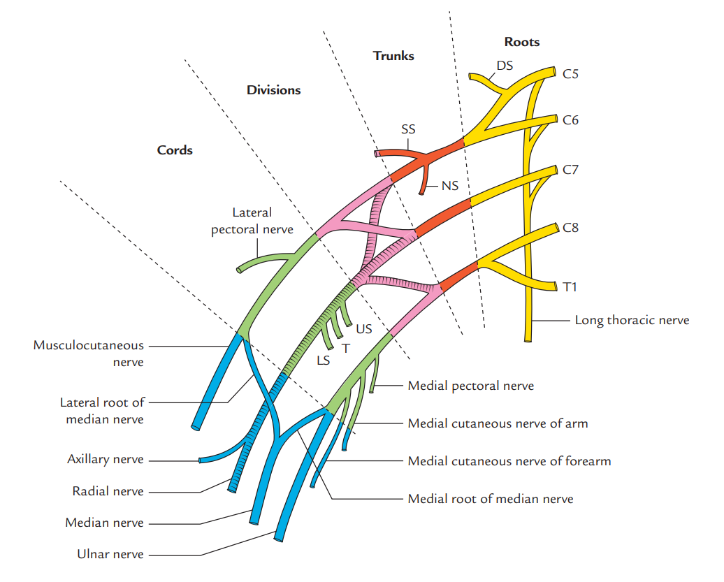 Ulnar Nerve Roots Brachial Plexus