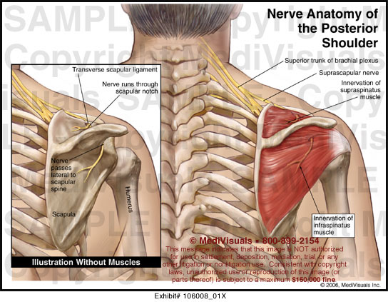 Shoulder Anatomy Posterior View