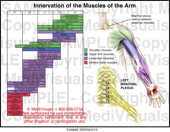 Innervation of the Muscles of the Arm Medical Illustration Medivisuals