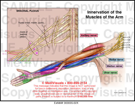 Innervation of the Muscles of the Arm Medical Exhibit Medivisuals